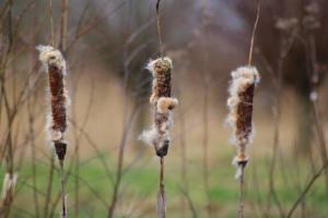 Frans 03 De oude garde